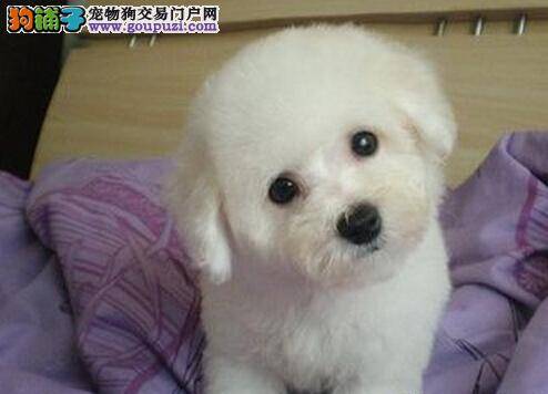 运动常识 大白熊犬外出散步期间应注意四点