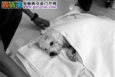 北京市民针对狗狗的治理开出治理养狗的六大偏方