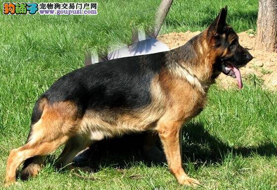 随心所“浴” 给德国牧羊犬做药浴应了解的注意事项