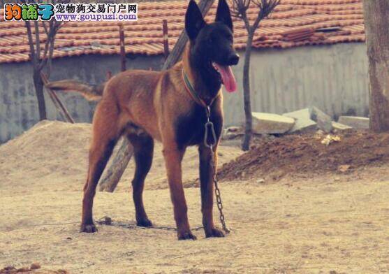 购犬前的准备工作 选购马犬与家庭条件的关系