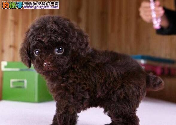 购买纯种泰迪犬要知道的小秘密