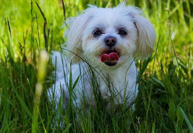 怎样才能让比熊犬拥有一身优质的毛发