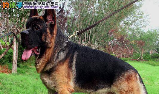 如何买到一只真正适合训练的德国牧羊犬