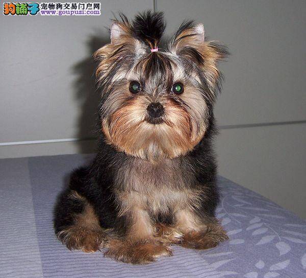 约克夏最近严重的掉毛没事吧