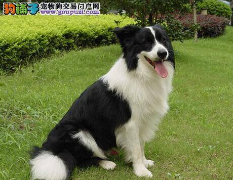 喂养全知道 如何让体型偏瘦的边境牧羊犬长胖点