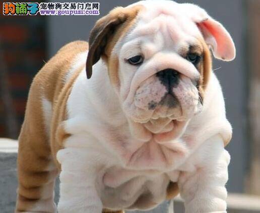 两个月的斗牛犬咳嗽，发烧有方法治愈吗