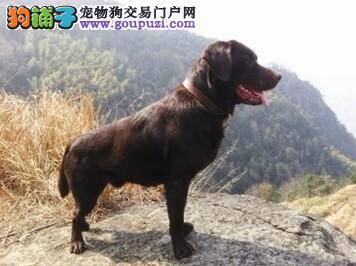 2万多元买的拉布拉多犬在公园内被人抢走