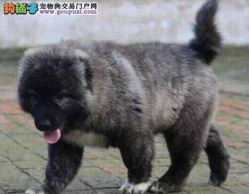 为什么七分饱对高加索犬来说最健康