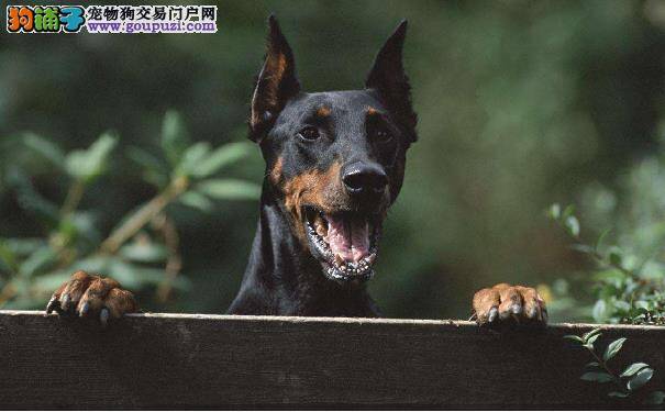 训练德国杜宾犬的方法 训练杜宾犬需注意