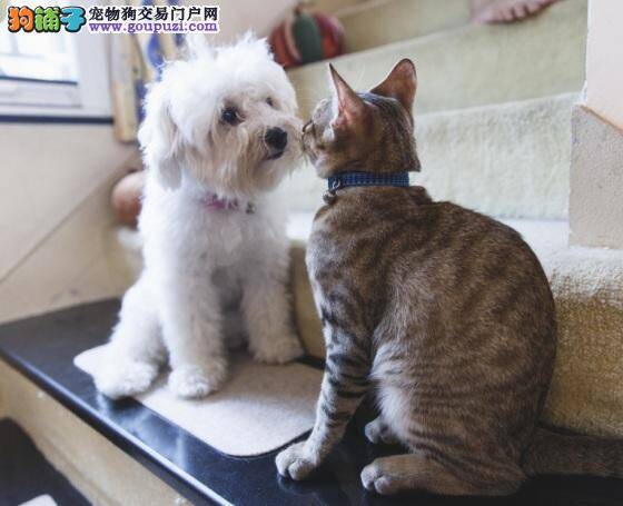 猫狗共处一屋和睦室友!过来人分享猫狗同居共处之道