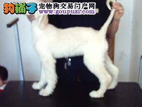 阿富汗猎犬突然拉黑色稀便是什么情况