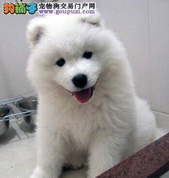 脱毛时期不烦恼 萨摩耶脱毛期的养护知识