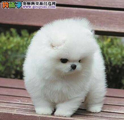 博美犬牙龈发红，嘴角泛滥是什么情况