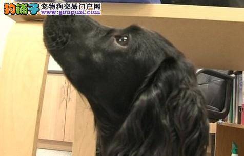 医学探测狗组织成功训练出能探测癌症的狗狗