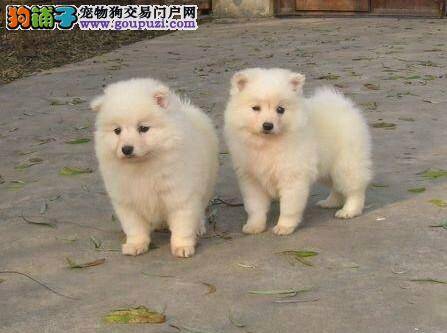 银狐犬吐白沫拉稀是怎么了