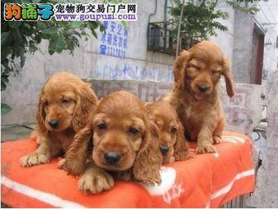 给可卡犬补钙的重要须知