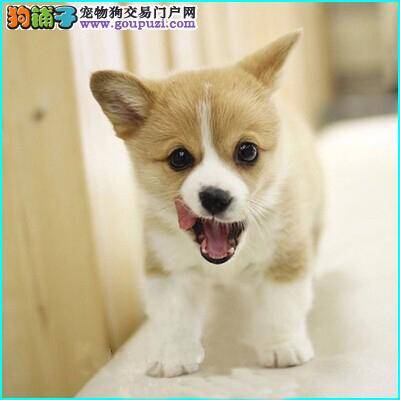 柯基犬的喂养原则有哪些应该熟知的要点