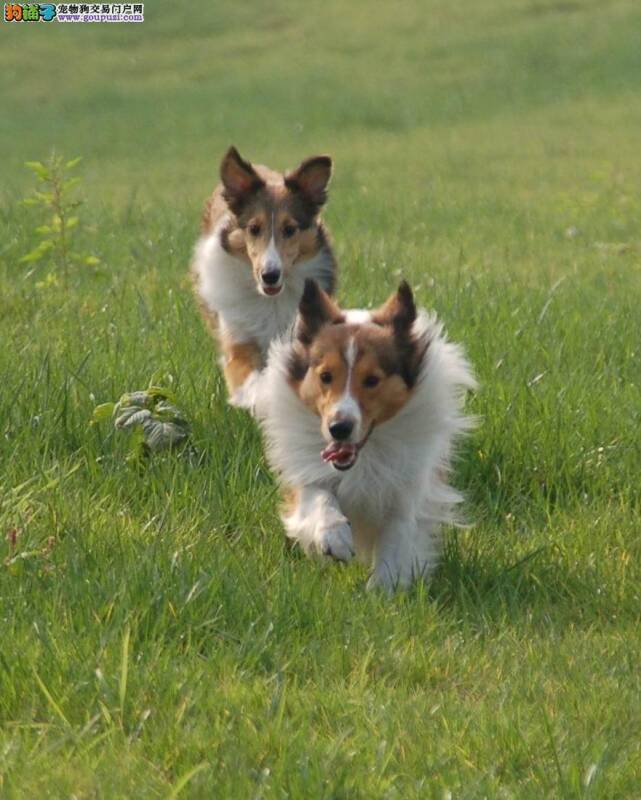 导致喜乐蒂犬患上皮肤病的原因