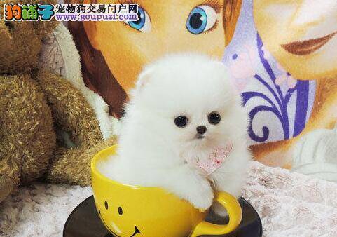 博美犬不知道为什么总咬爪子