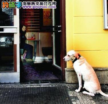 一只训练有素的狗，餐厅门口耐心等待主人用餐