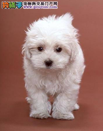 带着西高地乘车的小提醒