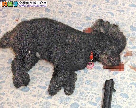 爱犬被冷落 男子不满打死女友的狗