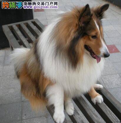 确定喜乐蒂犬是否优秀的首要条件——健康