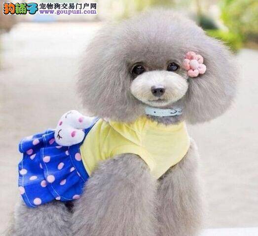 贵宾犬有一只眼睛老出眼屎怎么办
