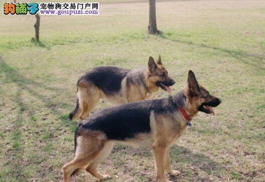 饮食搭配需合理 德国牧羊犬的健康有保障