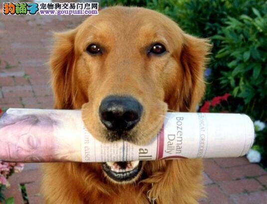 做个称职好主人 了解金毛犬局部脱毛的三大原因