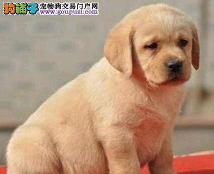 拉布拉多犬不吃饭，体重直线下降怎么办