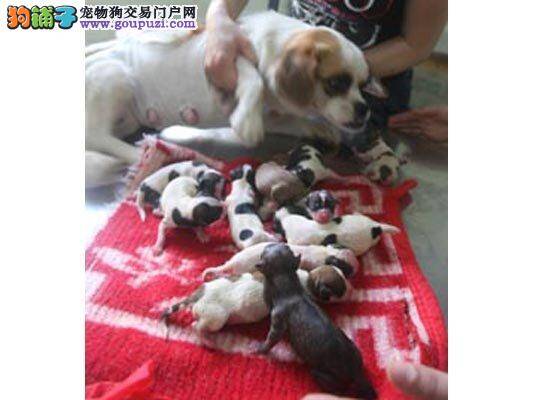 流浪狗妈妈因难产剖腹产下11狗崽