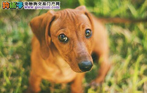 饲养腊肠犬要注意腊肠犬骨刺疾病