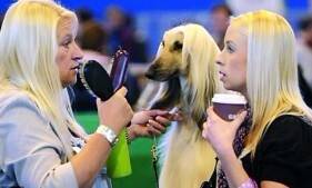 英国顶级宠物狗秀，冠军狗狗击败了两万只参展狗