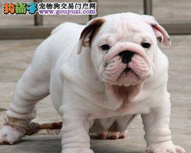 斗牛犬患上肺炎，不吃东西有方法治疗吗