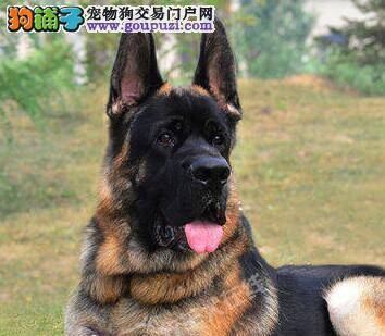 德国牧羊犬便秘，而且四肢无力怎么办