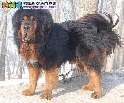 习惯成自然 让藏獒不再挑食的好方法