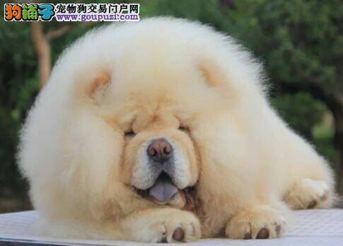 我家松狮犬最近一直咳嗽，吐了是感冒了吗