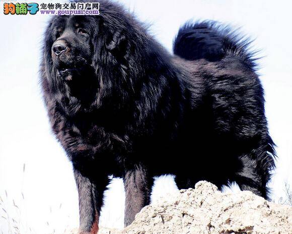 多多交流增感情 怎样才能顺利的和藏獒交流感情