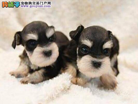 如何正确的调教出一只听话的雪纳瑞