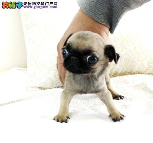 购买巴哥犬最主要的选购顺序