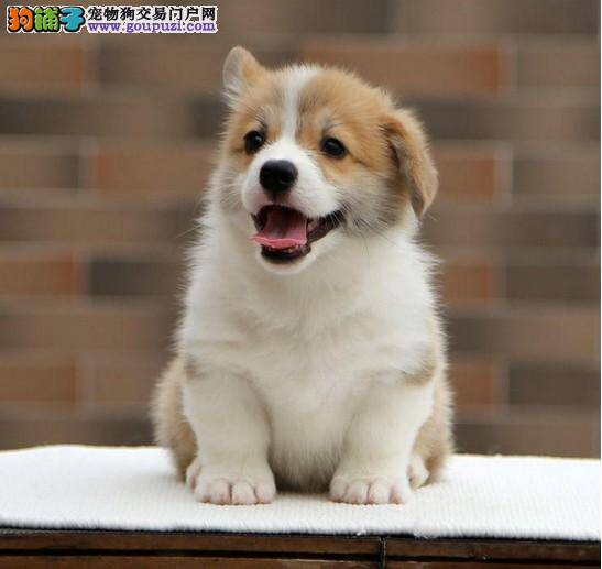 柯基犬一直打喷嚏是得犬瘟了吗