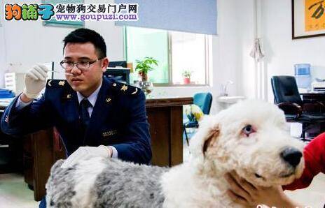 主人出国留学欲带宠物狗 龙岩检疫局首次受理出国报检