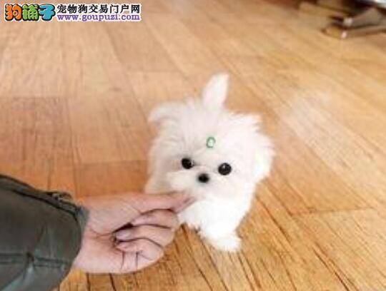 教你深入了解马尔济斯犬的性格特点