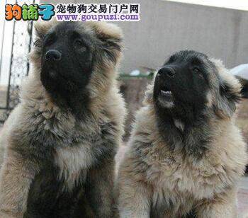 高加索犬皮肤病导致掉毛不长 如何是好