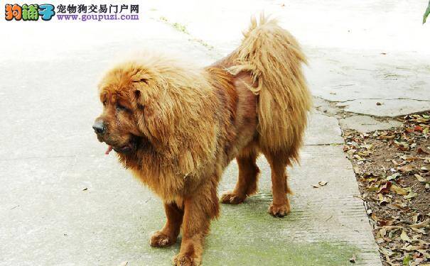 孕期藏獒的护理要求 关注藏獒怀孕期的营养和饮食