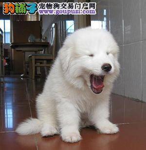 怎样才能看出来大白熊犬是不是很肥胖的狗狗