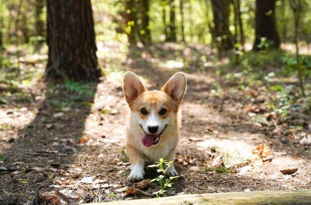 柯基犬总放屁是怎么回事？怎样改善呢