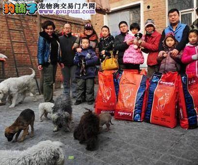 众多爱心人士自发组织慰问石家庄的狗妈妈