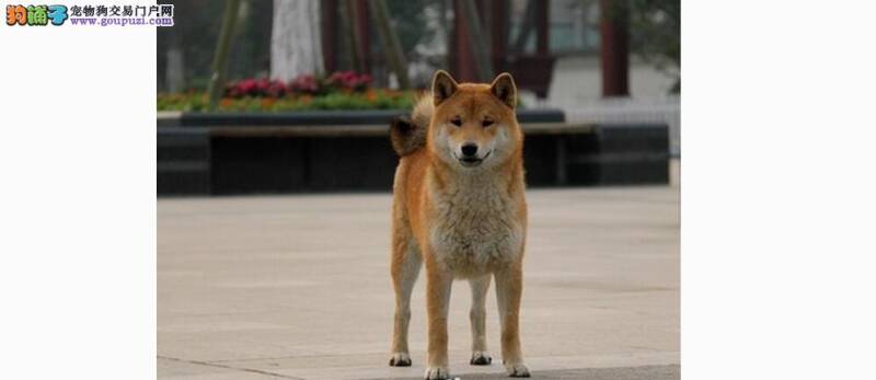 注意啦！柴犬绝育后的饮食养护要点